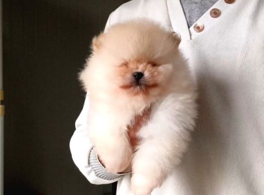 Orijinal Pomeranian Boo görsel