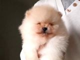 Orijinal Pomeranian Boo