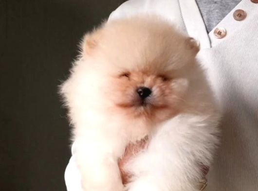 Orijinal Pomeranian Boo görsel