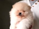 Orijinal Pomeranian Boo