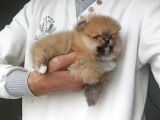 Orijinal Pomeranian Boo