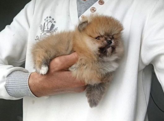 Orijinal Pomeranian Boo görsel