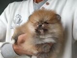 Orijinal Pomeranian Boo