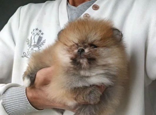 Orijinal Pomeranian Boo görsel