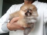 Orijinal Pomeranian Boo