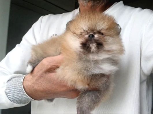 Orijinal Pomeranian Boo görsel