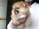 Orijinal Pomeranian Boo