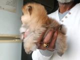 Orijinal Pomeranian Boo