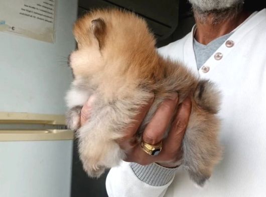 Orijinal Pomeranian Boo görsel
