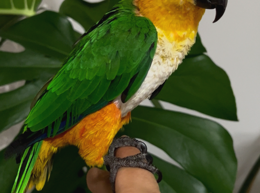 Caique Papağanı görsel
