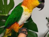 Caique Papağanı