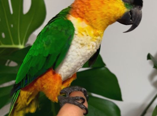 Caique Papağanı