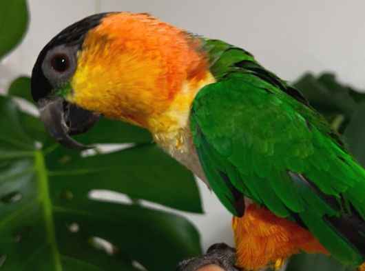 Caique Papağanı görsel