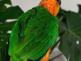 Caique Papağanı