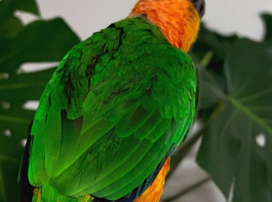 Caique Papağanı görsel