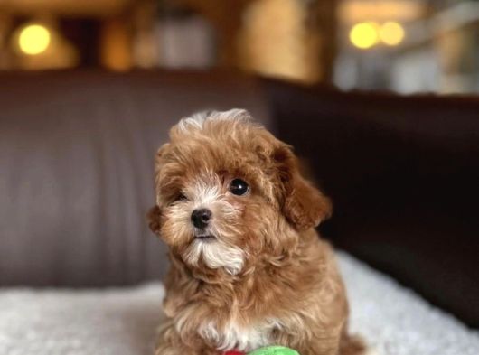 F1 kalite maltipoo yavrularımız teslime hazır