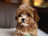 F1 Kalite Maltipoo Yavrularımız Teslime Hazır