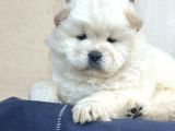 Ayı Surat Chow Chow