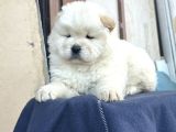Ayı Surat Chow Chow