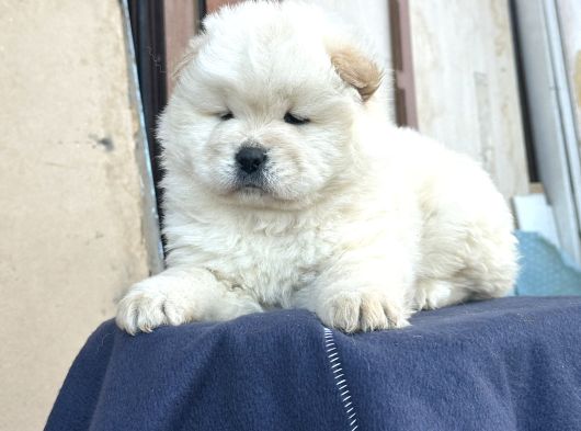Ayı Surat Chow Chow görsel