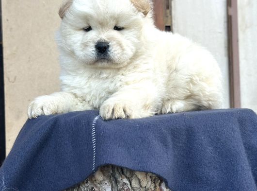 Ayı Surat Chow Chow görsel