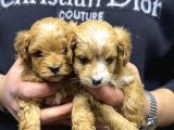 Maltipoo Yavru Köpek  Aile Dostu Oyuncu