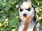 Masmavi Gözlere Sahip Irk Garantili Sibirya Kurdu Yavrular