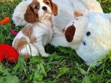 Cavalier King Charles Yavrularımız
