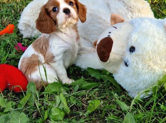 Cavalier King Charles Yavrularımız görsel