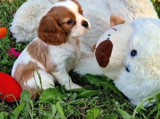 Cavalier King Charles Yavrularımız görsel