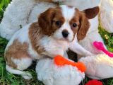 Cavalier King Charles Yavrularımız
