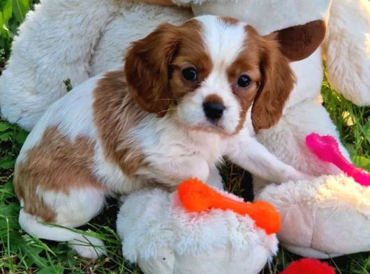 Cavalier King Charles Yavrularımız görsel
