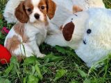 Cavalier king charles yavrularımız