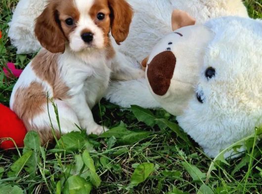 Cavalier King Charles Yavrularımız