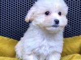Maltipoo Yavrular Vonalp Pet Garantisiyle