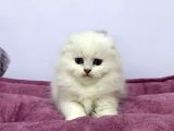 Beyaz Renk Scottish Fold Yavrulari Vonalp Pet Garantisiyle