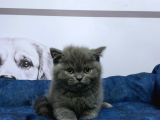 Vonalppet Garantisiyle muhteşem British Shorthair Yavrulari