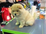 Chow Chow Yavrusu Vonalppet Güvencesiyle