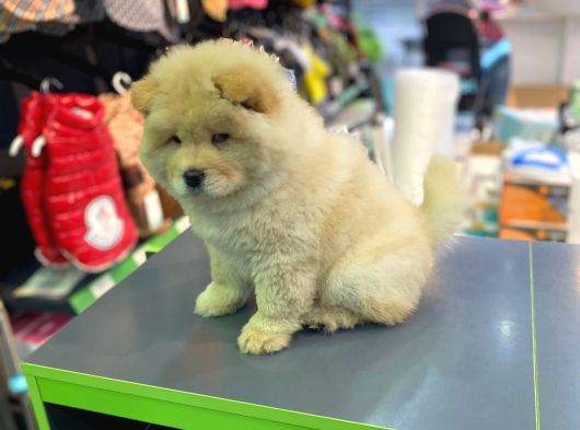 Chow Chow Yavrusu Vonalppet Güvencesiyle görsel
