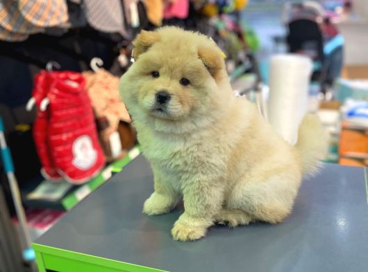Chow Chow Yavrusu Vonalppet Güvencesiyle