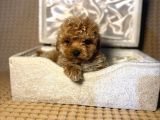 A kalite maltipoo yavrularımız