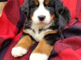 bERNESE YAVRULARI