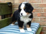 Bernese Yavrulari