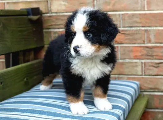 Bernese Yavrulari görsel