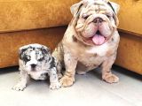 Blue Merle İngi̇li̇z Buldog