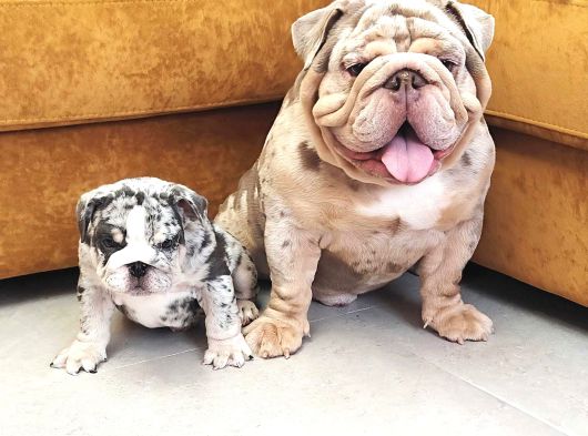 Blue Merle İngi̇li̇z Buldog görsel