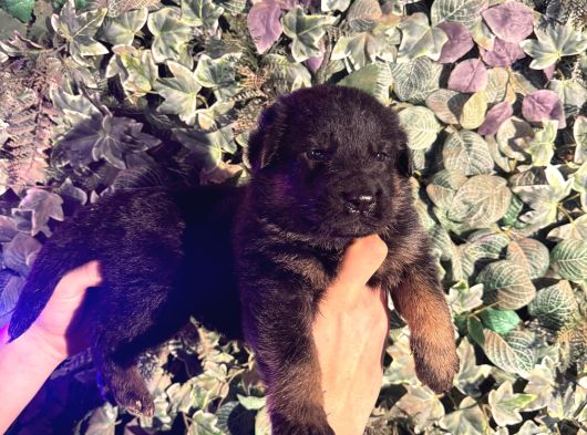 Burkemden A Kalite Alman Çoban Yavrularımız