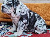 Blue Merle İngi̇li̇z Buldog