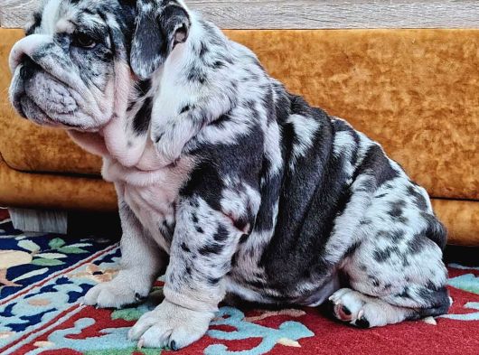 Blue Merle İngi̇li̇z Buldog görsel