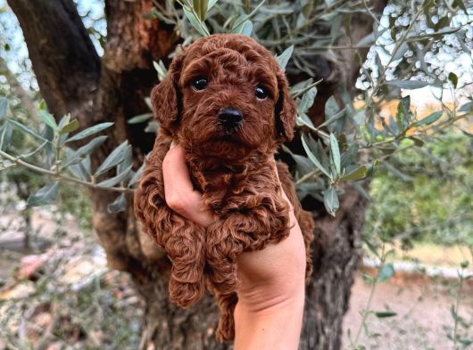 Dünyalar Güzeli Yavrularım görsel